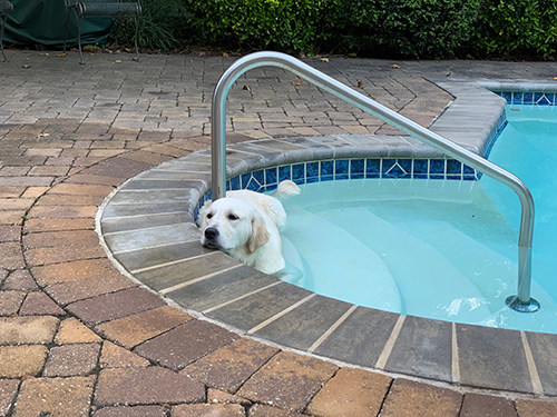 Dog in the Pool, inspected by Showalter Property Consultants in Maryland