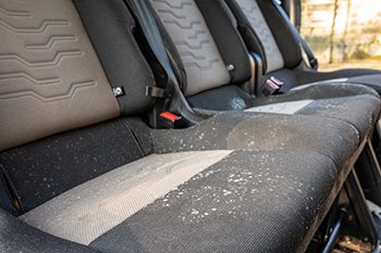 Mold in car
